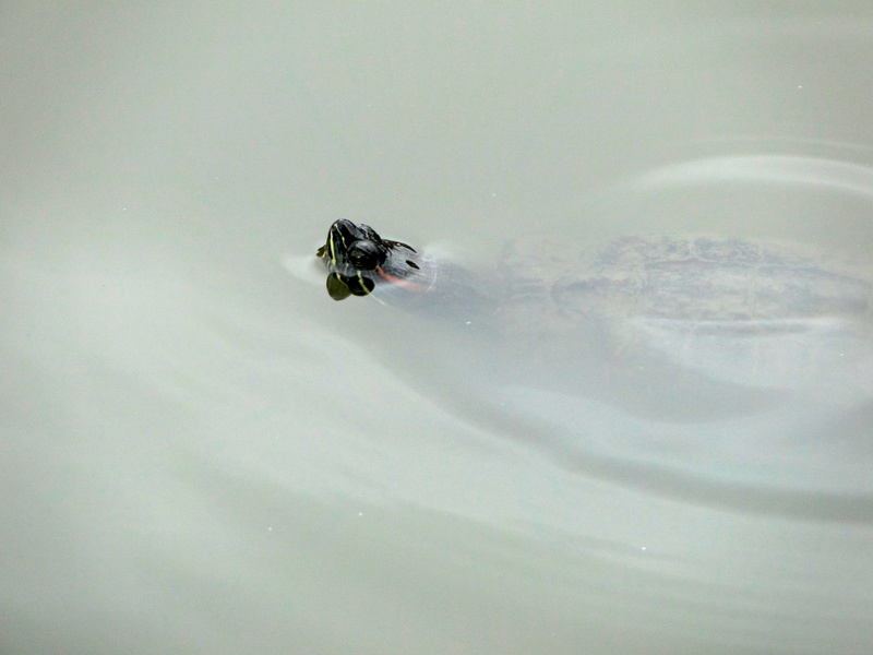 Aquatic Adventure: Turtle in Motion