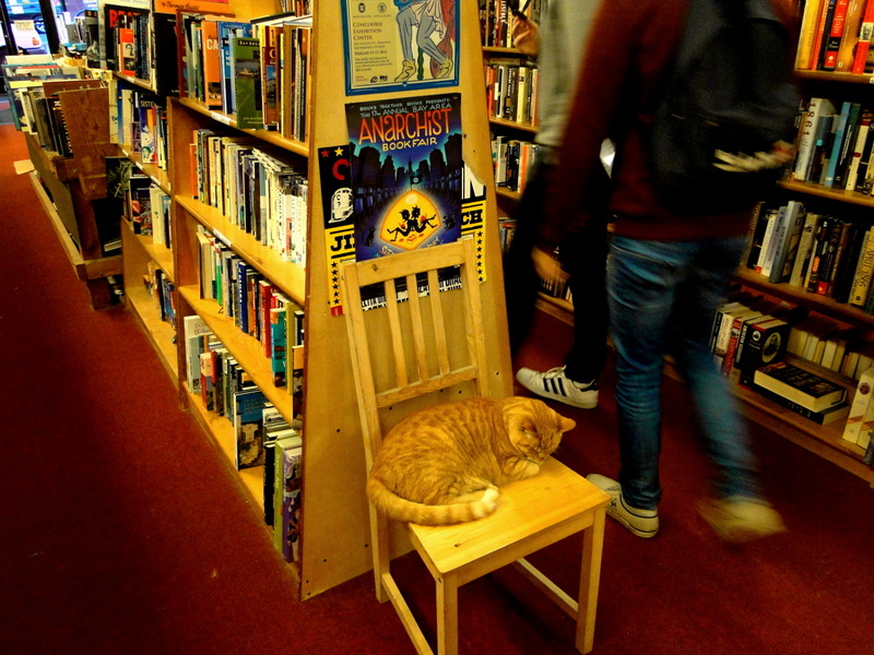 A Sleepy Cat in a Cozy Reading Chair at a Bookstore