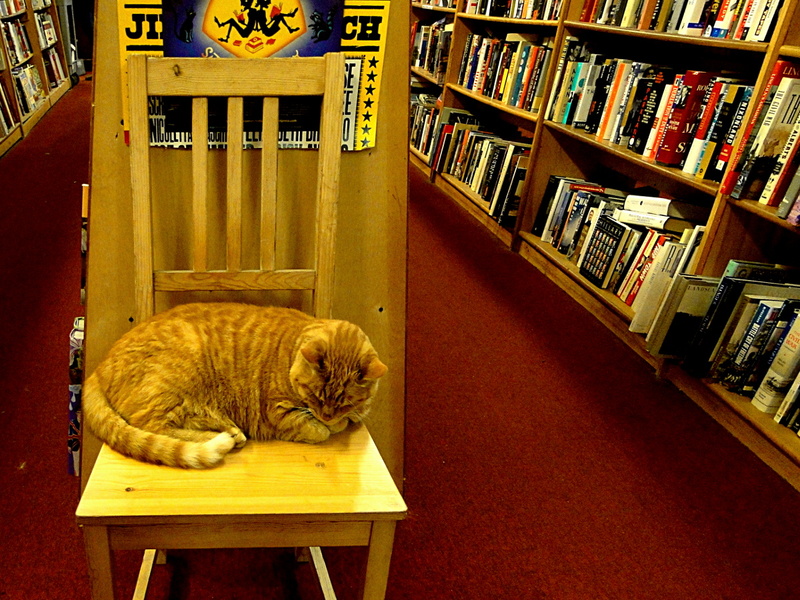 Feline Companion in a Library Setting
