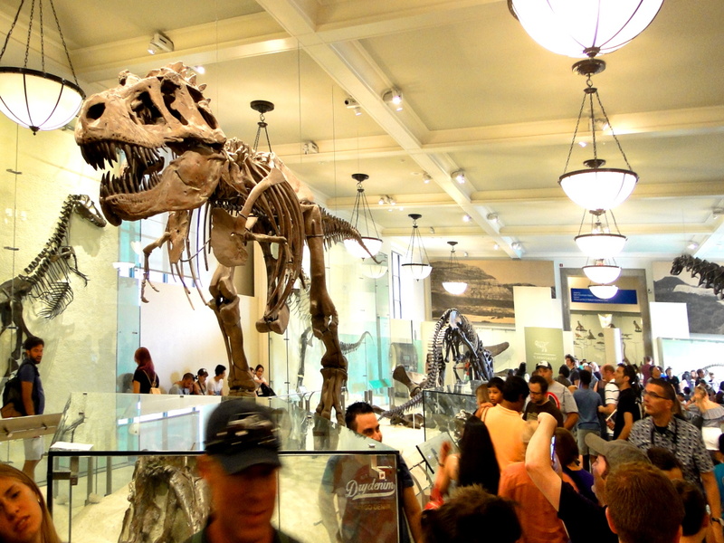 Tyrannosaurus Rex Skeleton on Display at a Museum