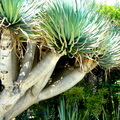 Giant Cactus in an Urban Jungle