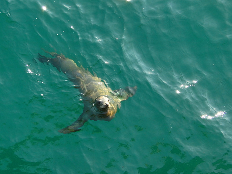 Diving with the Seals