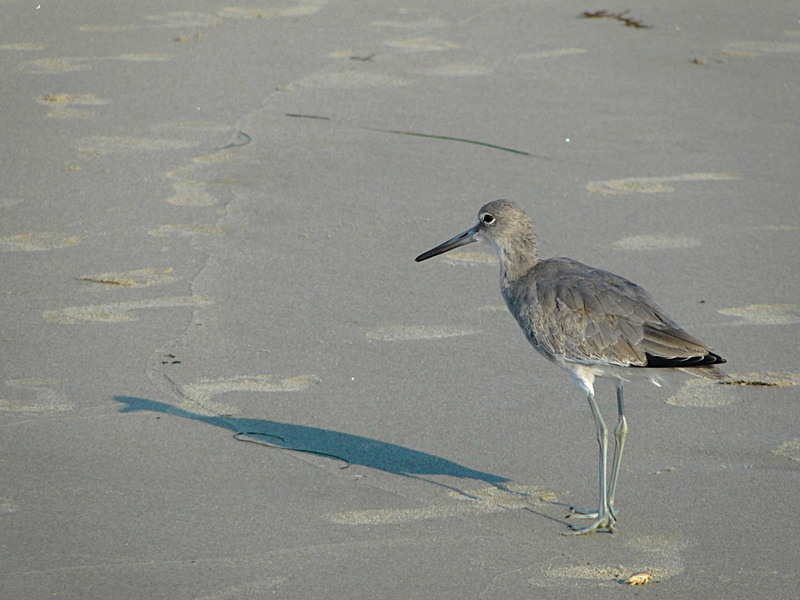 Solitary Seagull on the Beach