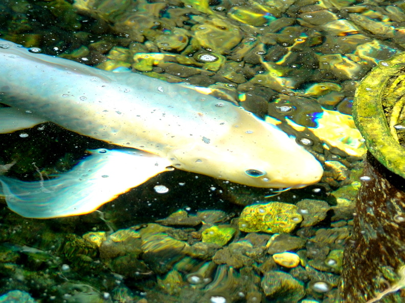 Shark Encounter: A Dive into the Underwater World