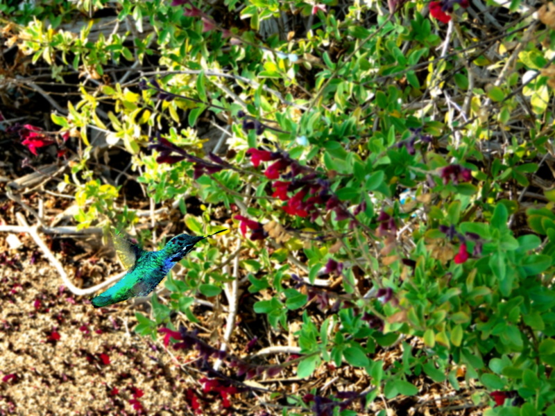A Vividly Colored Bird in Flight
