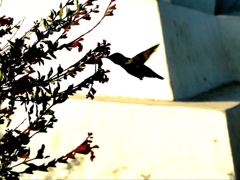 Winged Flight in an Urban Environment