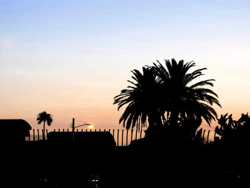 Silhouette of Palm Trees at Dusk in Los Angeles