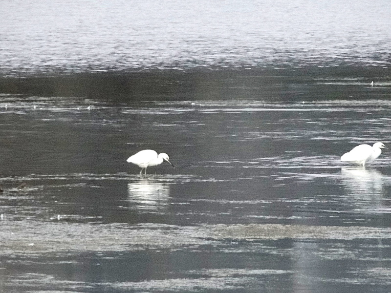 Swans Swimming on Frozen Lake