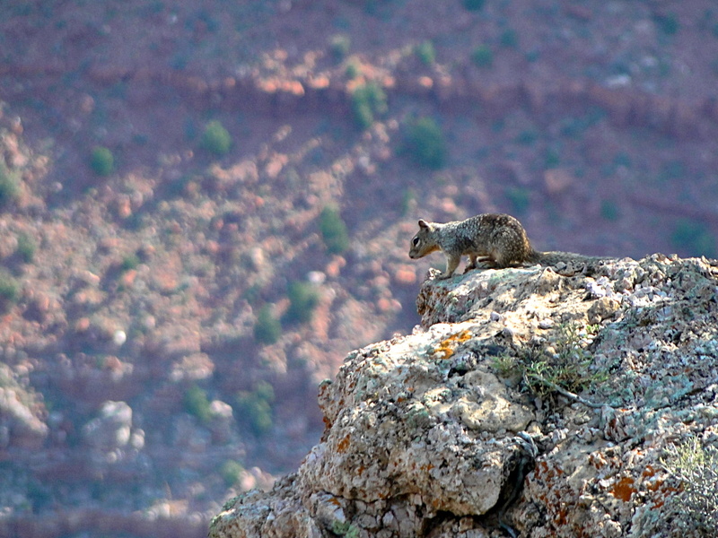 Squirrel Exploring the Rocky Cliffs of Grand Canyon