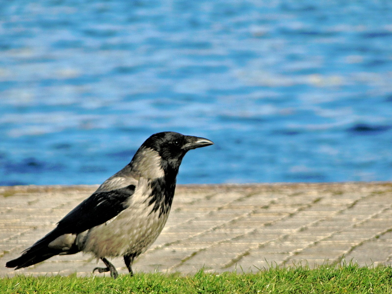A Lone Blackbird Strolling Along a Waterfront in Oslo