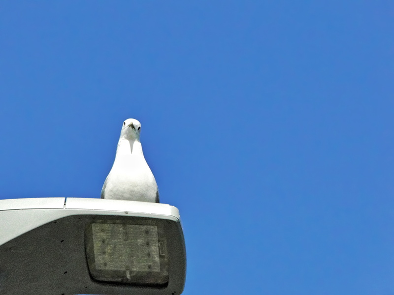Peaceful Pigeon Perched on Security Camera