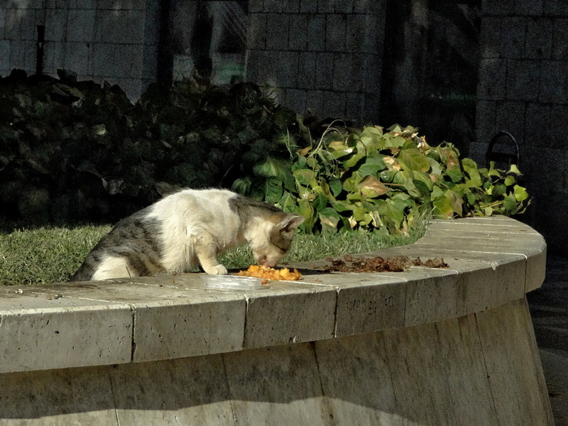 Curious Feline Sniffing the Ground for Food in a Residential Area