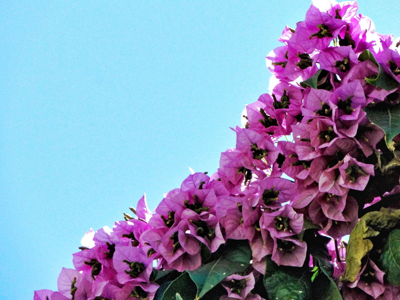 Bouquet of Spring Blossoms