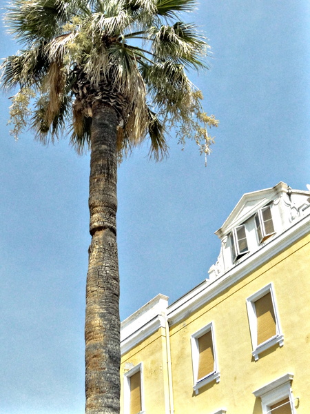 Cityscape with Palm Trees