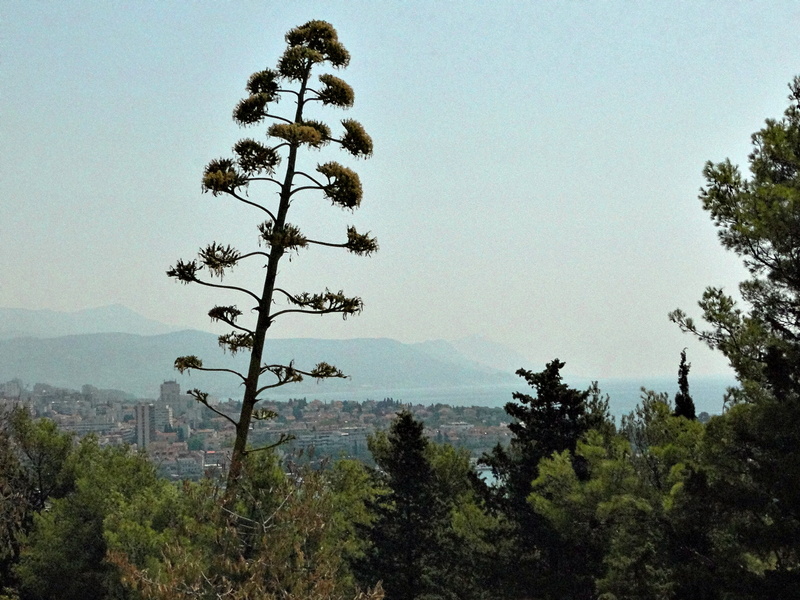 Vista of a Coastal Town with a Tall Flowering Plant