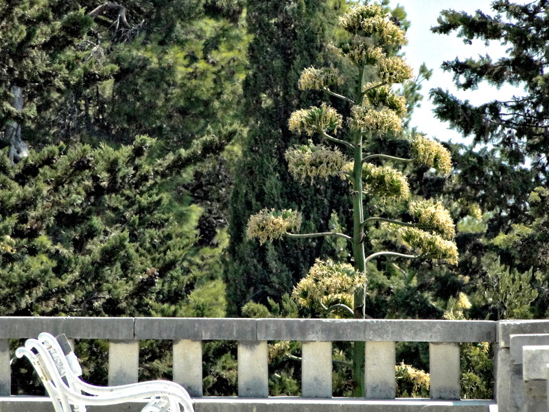 Serene Patio with Garden Chair and Flowering Tree
