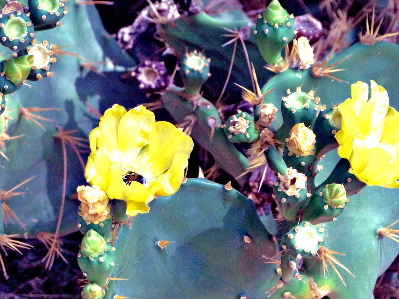 Vibrant Cactus Flower in Hvar, Croatia