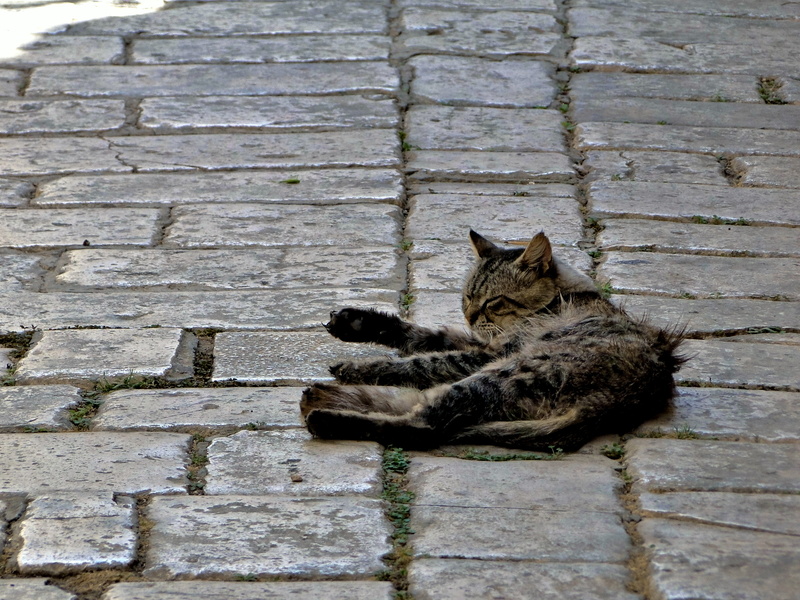 Resting Cat on Brick Pavement
