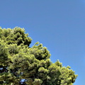 Serene Solin Forest Landscape
