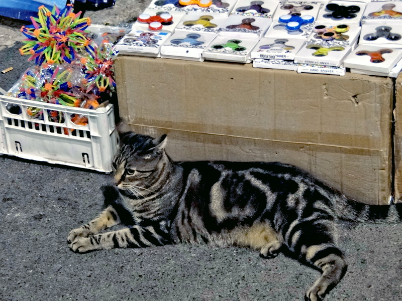 Cool Cat at an Outdoor Market Stand