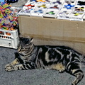 Cool Cat at an Outdoor Market Stand