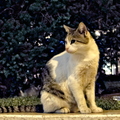 Nightly Companion in the City