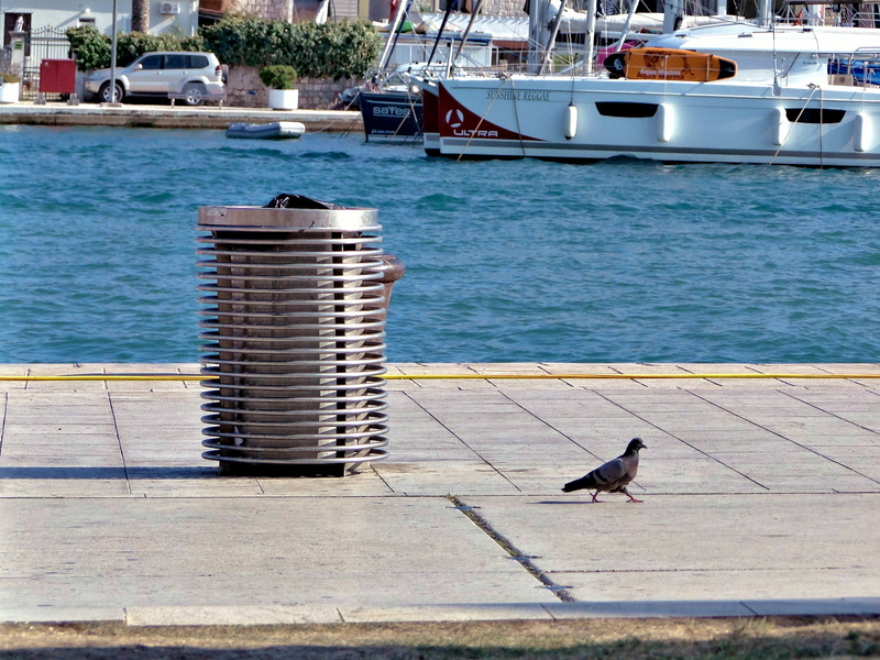A Lone Pigeon in an Urban Setting near a Harbor