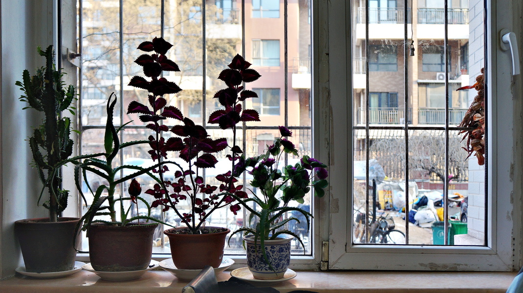 Cozy Apartment Interior with Plants