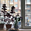 Cozy Apartment Interior with Plants