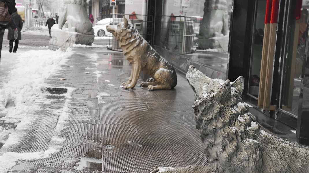 Winter in Shenyang: A Canine Statue Standing Guard on a Snowy Sidewalk