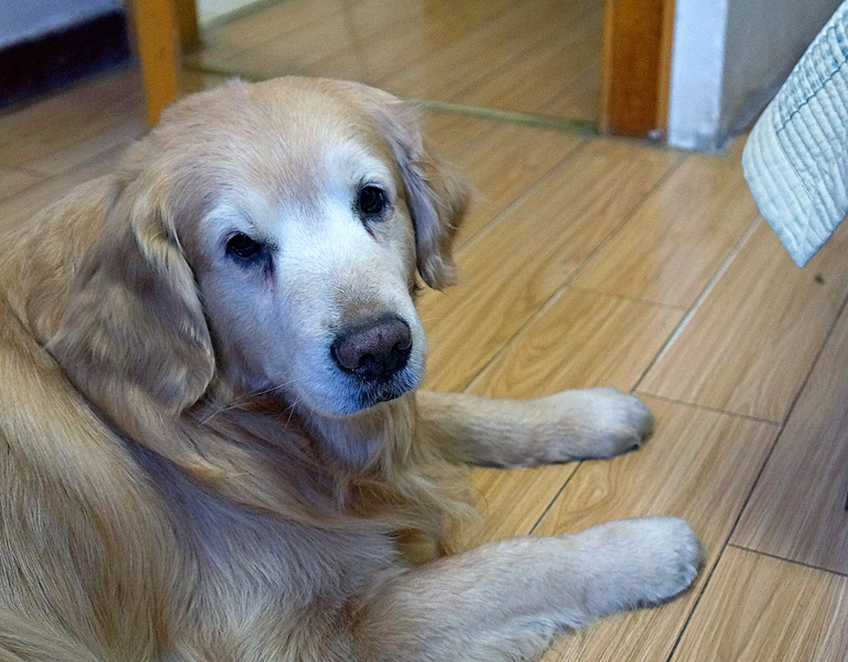 Golden Retriever Puppy Chillax at Home