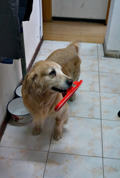 Golden Retriever Puppy with a Frisbee in the Kitchen