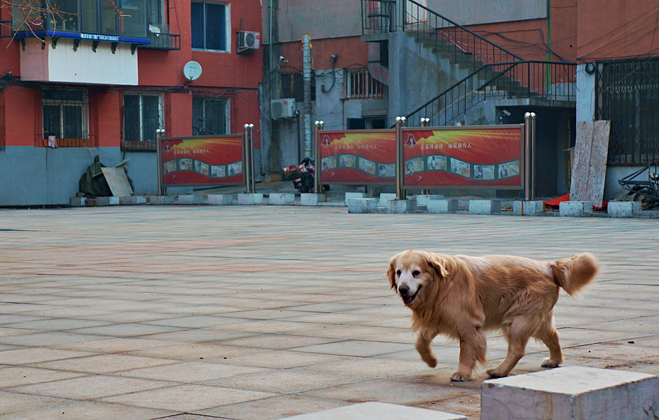 A Golden Retriever in an Empty Square, Shenyang, China