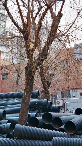 Winter in Shenyang: Urban Infrastructure and Trees