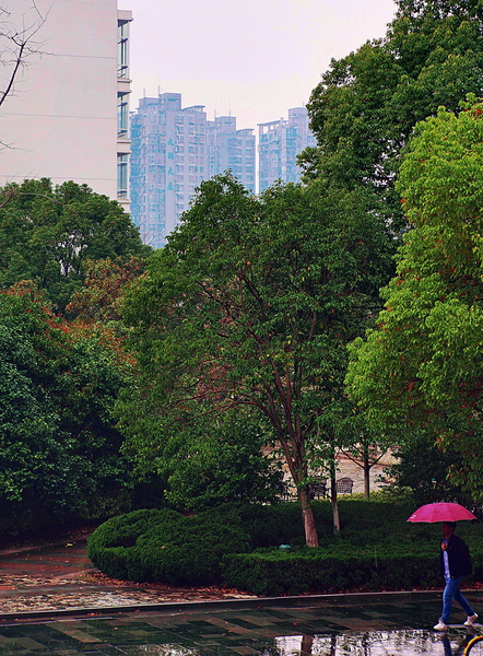 A Rainy Afternoon in Hangzhou, China