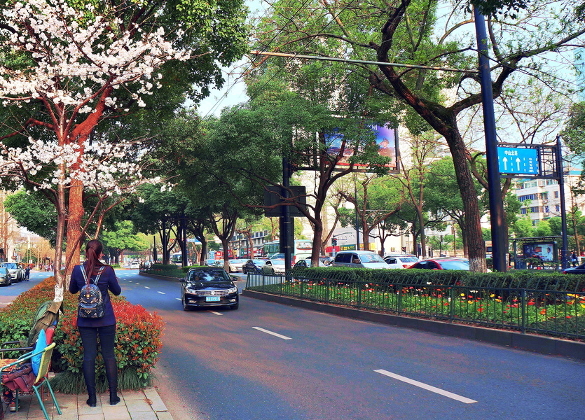Springtime in Hangzhou, China - A Quiet Walk Through the City
