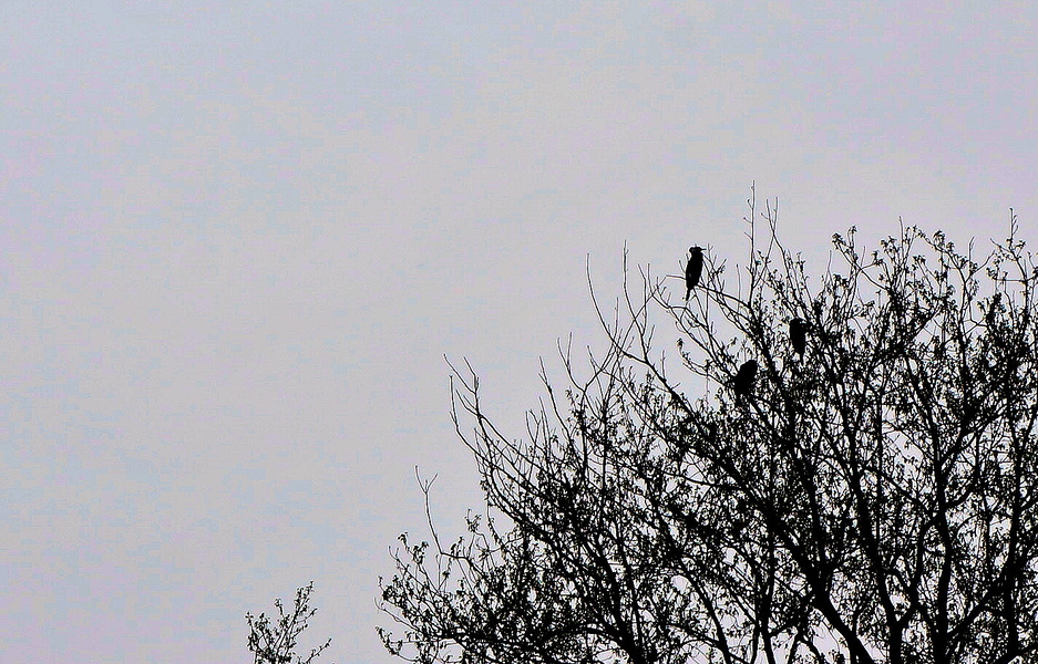 Bird Silhouette against an Overcast Sky