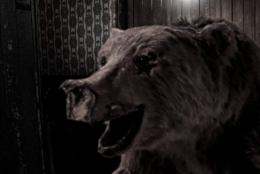 A Surreal Bear's-Eye View from a Dublin Theater