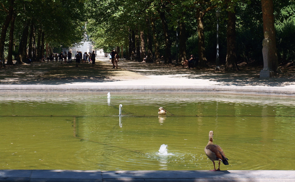 Tranquil Urban Oasis: A Duck Pond in the Heart of Brussels, Belgium