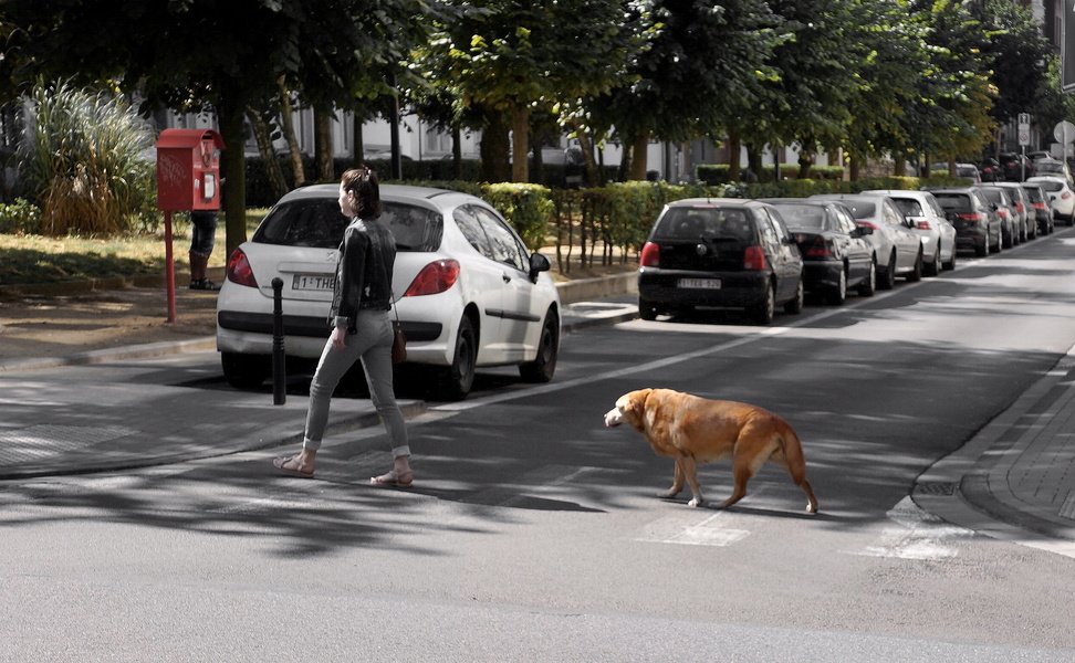 A Canine Companion on a City Street