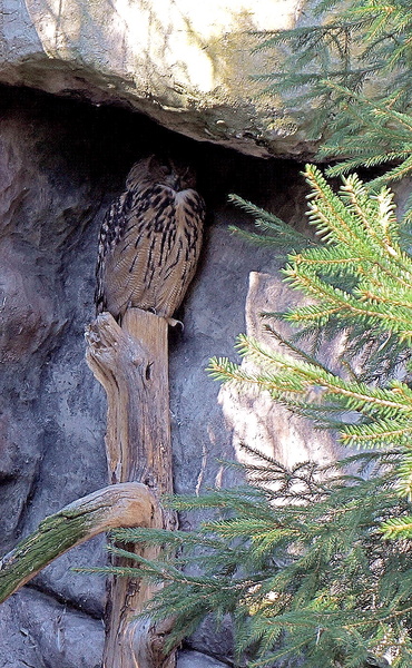 Owl Perched in a Rock Crevice in Stockholm