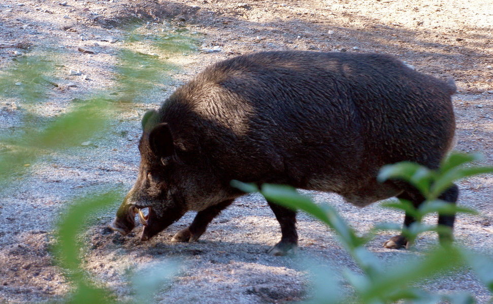 A Pig in the Forest