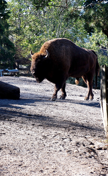 Bison in an Enclosure at a Zoo or Wildlife Park
