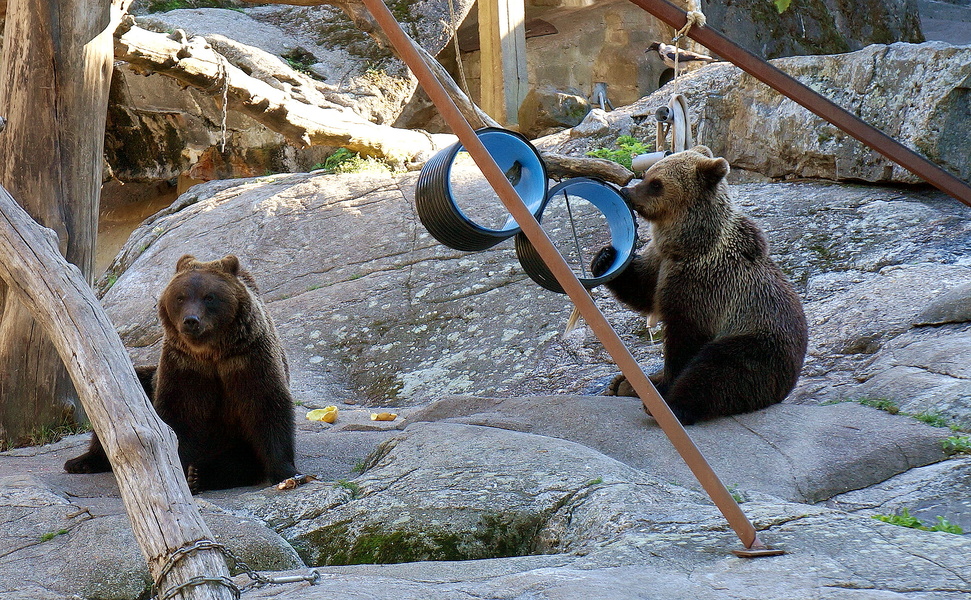 Bear Encounter at Stockholm Zoo