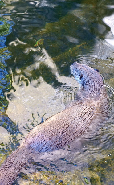 Vivid Beaver Swimming in a Pond