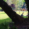 A Serene Afternoon in the Park