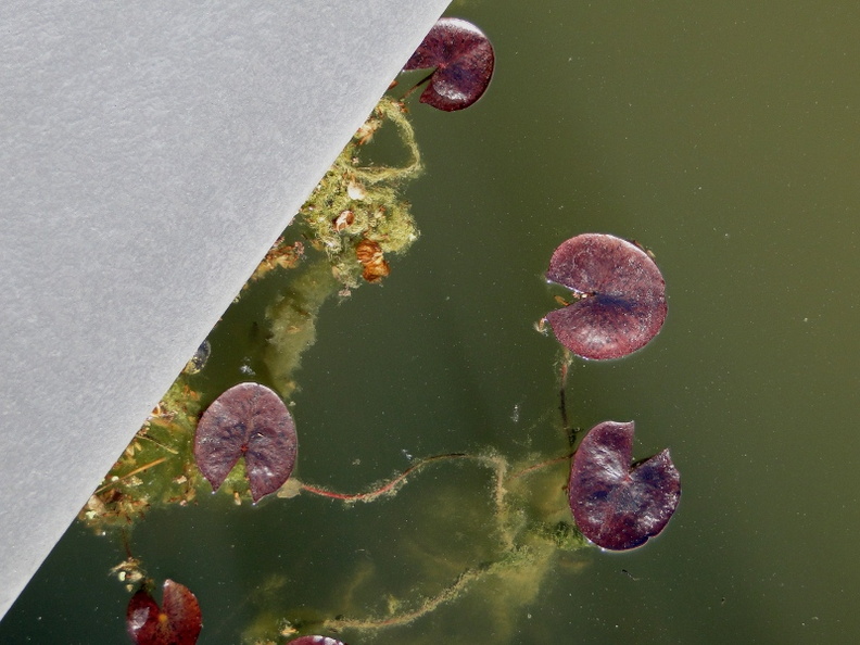 Underwater Observation: Algae and Lilypads in a Pond