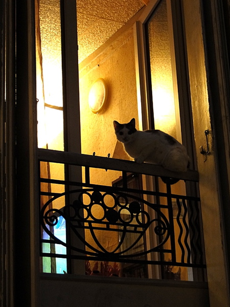 Cat on a Balcony Overlooking the Night