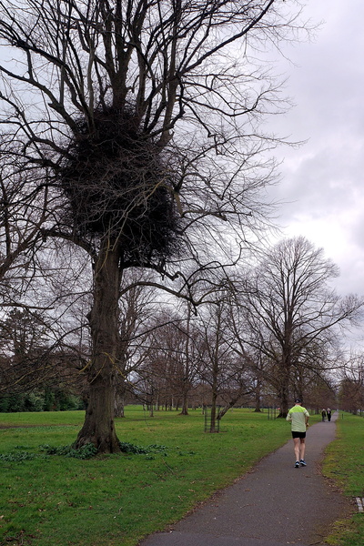 Mossy Nest in Trees on Walkway