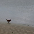 A Wet Adventure: A Dog Explores the Shoreline